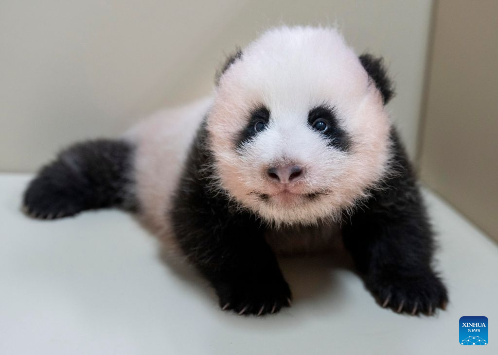This photo released by the Everland theme park on Aug. 18, 2026 shows a female cub born to giant panda Ai Bao in South Korea. Ai Bao, a female giant panda on loan from China, gave birth to a female cub on June 3.
The giant panda pair Ai Bao and Le Bao arrived in South Korea in 2016 and have since lived at Panda World at Everland, located in Gyeonggi Province. (Everland/Handout via Xinhua)