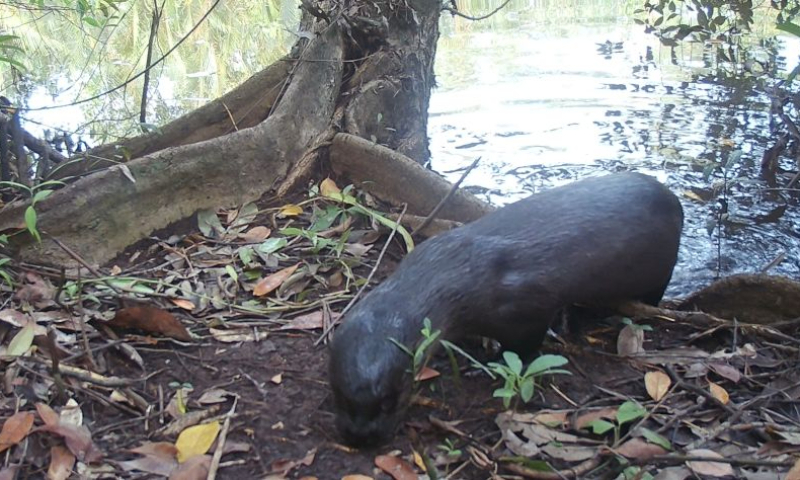 This undated photo shows a Hairy-nosed Otter in Koh Kong province of Cambodia. (Cambodian Ministry of Environment/Handout via Xinhua)