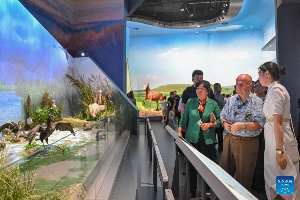 Ronald Sakolsky (C, front) and Yin Yuzhen (L, front) visit the Inner Mongolia Museum in Hohhot, north China's Inner Mongolia Autonomous Region, Aug. 26, 2026.
Ronald Sakolsky, accompanied by Yin Yuzhen, a national model worker, visited Hohhot in Inner Mongolia on Wednesday.
Yin has spent four decades planting trees across northern China's Maowusu Sandy Land, the country's fourth-largest sandy area. Her life-changing cross-border friendship dates back to 1999. That year, Sakolsky watched a TV report covering Yin's arduous sand-control work while teaching in China. Deeply moved, he raised 5,000 U.S. dollars to fund her afforestation work.
The donation enabled Yin to purchase and plant more than 50,000 saplings. Those saplings have since grown into a sprawling forest, turning barren dunes into thriving green space. Earlier this year, Yin reconnected online with her long-lost American friend, who traveled to China on Sunday to revisit the forest he helped create and meet Yin in person. (Xinhua/Lian Zhen)