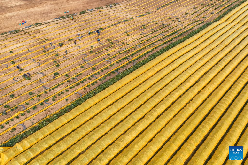 An aerial drone photo taken on Sept. 20, 2026 shows farmers harvesting ginseng at a national modern agriculture industrial park in Fusong County, northeast China's Jilin Province. In Autumn, Fusong County, located in the hinterland of the Changbai Mountain in northeast China's Jilin Province, has greeted the harvest and dealing season for locally grown ginseng. As the largest planting, processing and trading center of ginseng in China, Fusong County is also called the hometown of ginseng.
In recent years, Jilin has promoted the ginseng industry as a key mission in high-quality development, with the comprehensive output value of the ginseng industry exceeding 100 billion yuan (about 14.94 billion U.S. dollars) in 2025, a 30.5 percent increase from that of last year, the biggest increase in the last ten years. (Xinhua/Xu Chang)