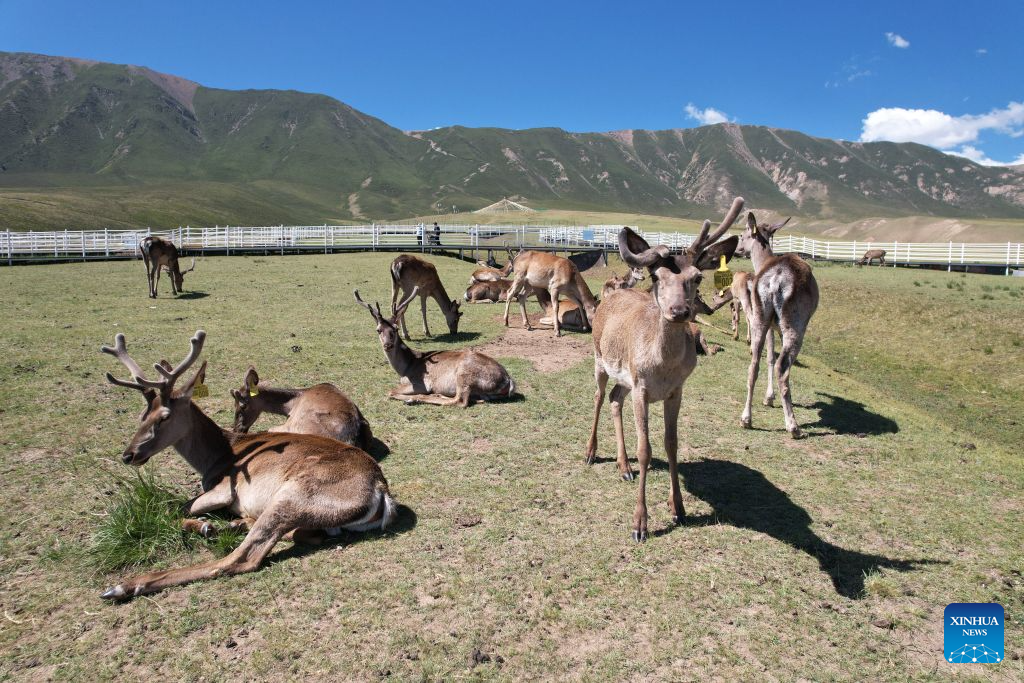 A drone photo taken on Aug. 5, 2026 shows red deer at the Divine Deer Park in Sunan Yugur Autonomous County, northwest China's Gansu Province. During this summer, hundreds of red deer are seen resting and foraging on the grassland at the Divine Deer Park, a deer farm located at the foot of the Qilian Mountains in northwest China.
In recent years, local government has leveraged the deer farm, along with the scenic grasslands of the Qilian Mountains and Yugur ethnic customs, to develop an eco-tourism destination that integrates leisure, sightseeing and science education. (Xinhua/Fan Peishen)