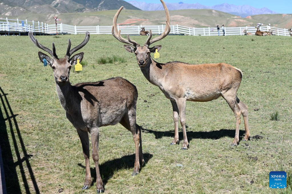 This photo taken on Aug. 5, 2026 shows red deer at the Divine Deer Park in Sunan Yugur Autonomous County, northwest China's Gansu Province. During this summer, hundreds of red deer are seen resting and foraging on the grassland at the Divine Deer Park, a deer farm located at the foot of the Qilian Mountains in northwest China.
In recent years, local government has leveraged the deer farm, along with the scenic grasslands of the Qilian Mountains and Yugur ethnic customs, to develop an eco-tourism destination that integrates leisure, sightseeing and science education. (Xinhua/Fan Peishen)