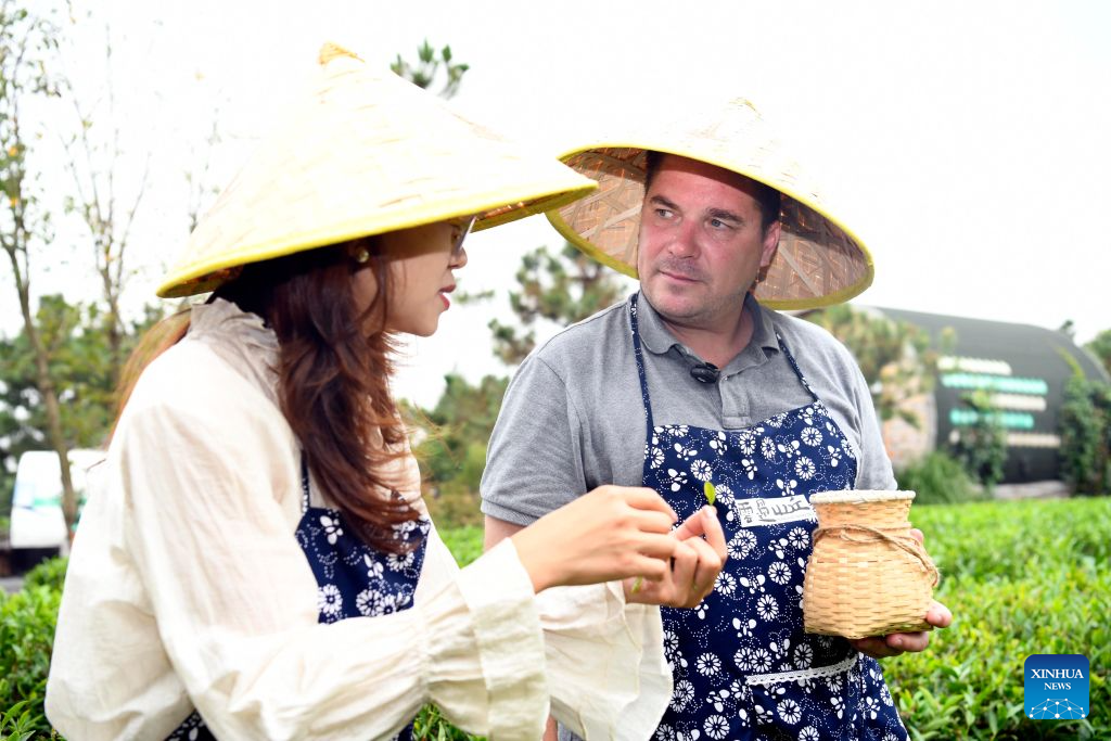 Ryan Norman (R) learns to pick tea leaves at a tea culture and tourism park in Rizhao, east China's Shandong Province, Sept. 24, 2026.
Ryan Norman, from the U.S. state of California, has lived in Rizhao for 20 years. He married a Chinese woman and regards Rizhao as his second home. For more than three years, he has been sharing daily life in the city through short videos. His videos have attracted more than 5 million followers across social media platforms, earning him the nickname Lei Ge, or Brother Lei, among Chinese netizens.
Beyond his work on social media, Norman runs several businesses, including a cafe and a chicken restaurant. He is also a fan of both Sichuan and Shandong cuisines and especially loves spicy food, joking that he has developed a Chinese stomach.
For Norman, the opportunities brought by China's development and the warmth he finds in everyday life are key reasons he has chosen to stay. He hopes to use his videos and personal experience to help foster greater understanding and friendship between people in China and the United States.
In Norman's view, the Chinese market is a large platform, and the rapid development of China's economy has brought tremendous opportunities to merchants and enterprises all over the world. (Xinhua/Guo Xulei)