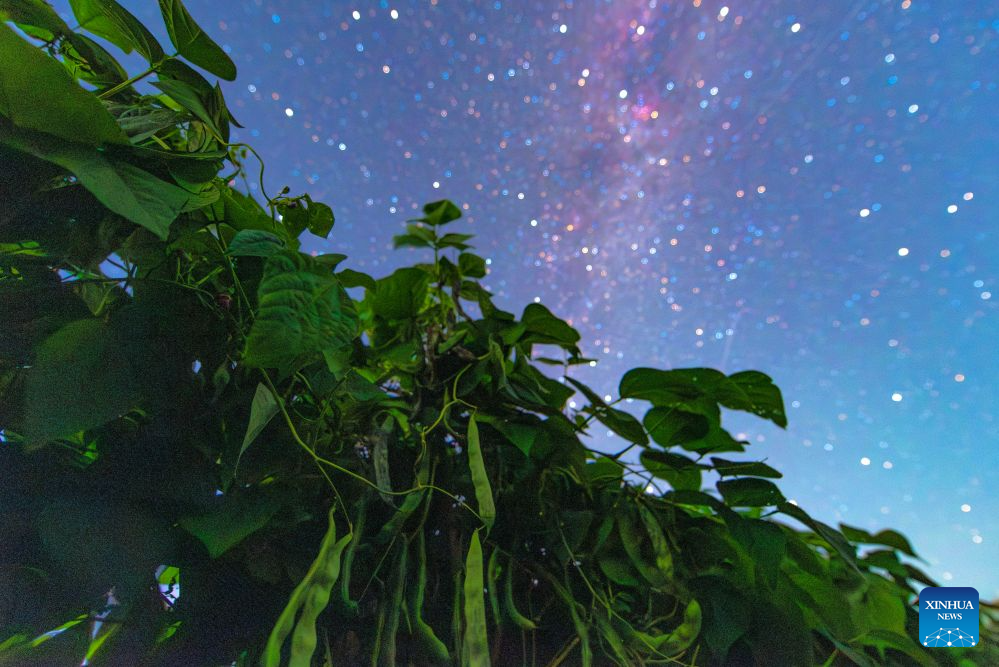This photo taken on Aug. 7, 2026 shows green beans under starry sky in Fujin City, northeast China's Heilongjiang Province. (Photo by Qu Yubao/Xinhua)