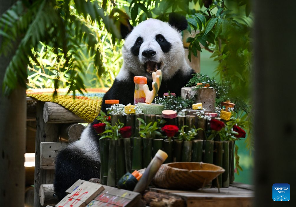 Giant panda Xing Mei enjoys its birthday feast at the zoo of Photosynthesis Valley Tourist Resort in north China's Tianjin Municipality, Aug. 10, 2026. The zoo in the Photosynthesis Valley Tourist Resort celebrated Xing Mei's 15th birthday on Monday. Xing Mei was born in August 2011 at the Chengdu Research Base of Giant Panda Breeding in Chengdu, capital of southwest China's Sichuan Province, and was transferred to Tianjin in September 2013. (Xinhua/Zhao Zishuo)