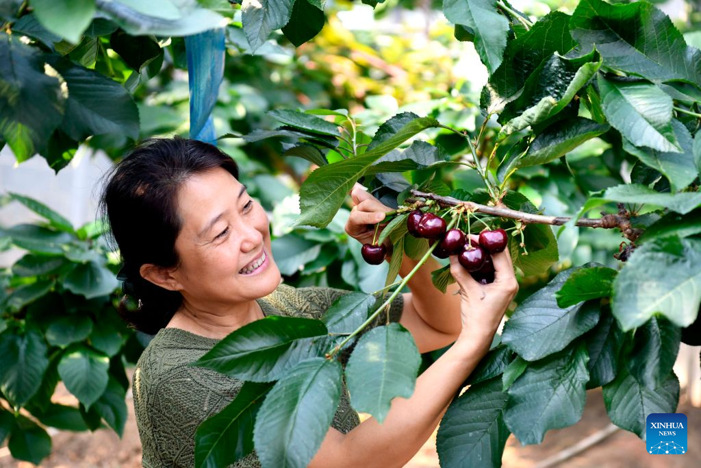 A staff member picks cherries at the Xinfa modern agricultural industrial park in Chiping District of Liaocheng City, east China's Shandong Province, Sept. 15, 2026. Since the start of this year, local authorities in Chiping District have stepped up efforts to promote smart agriculture, standardized production models and deep industrial integration, boosting modern agricultural development and rural revitalization. (Xinhua/Guo Xulei)