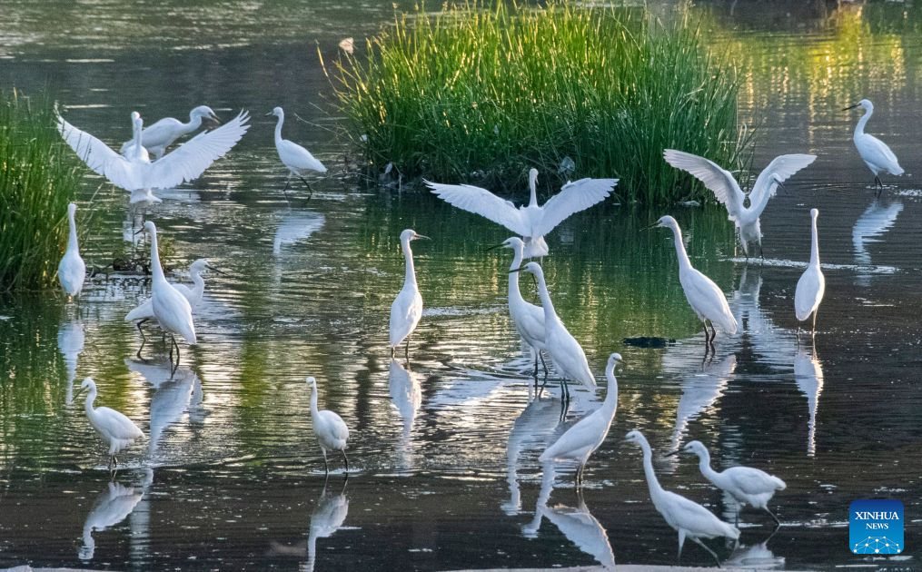This photo taken on Aug. 26, 2026 shows egrets resting on the Shahe River in Zunhua, north China's Hebei Province. In recent years, Zunhua has continuously promoted the dredging of the Shahe River channel, ecological restoration of the riverbank, and control of agricultural non-point source pollution. A total of 12.6 kilometers of wetland buffer zones have been built, and 38 hectares of waterfront plant communities have been restored, providing a favorable environment for migratory waterbirds such as egrets, night herons, and herons to inhabit and breed. (Photo by Liu Mancang/Xinhua)