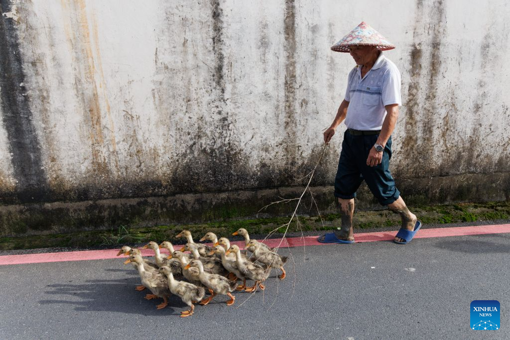 A villager drives a flock of ducks home in Shi Ting Village, Yixian County, east China's Anhui Province, July 6, 2026. The ancient village of Shi Ting, located in the north of Yixian County in east China's Anhui Province, boasts of beautiful natural scenery and profound cultural heritage. (Xinhua/Jin Liwang)