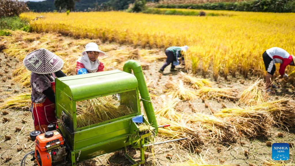Farmers thresh newly harvested paddy rice in a field at Zhongtang Village of Changshun County, Qiannan Bouyei and Miao Autonomous Prefecture, southwest China's Guizhou Province, Sept. 18, 2026. A total of 118,500 mu (about 7,900 hectares) of paddy rice in the county has entered the harvest season. Farmers here are working hard to make the most of the fine weather over the recent days. (Xinhua/Tao Liang)