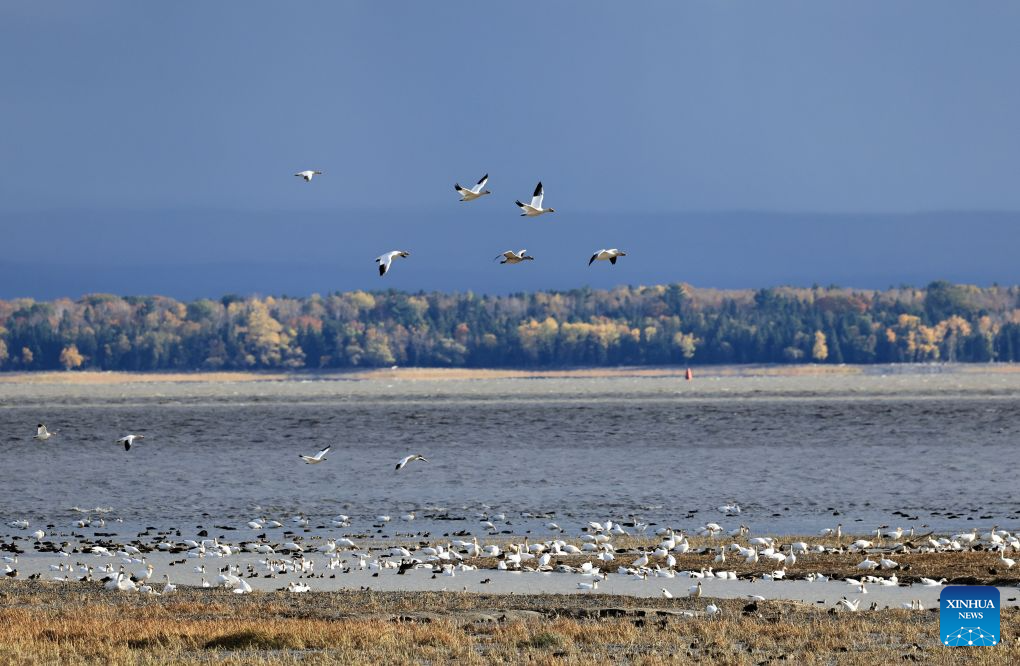 This photo taken on Oct. 9, 2026 shows the fall migration of snow geese at the Cap Tourmente National Wildlife Area in Quebec, Canada. (Photo by Yang Shu/Xinhua)