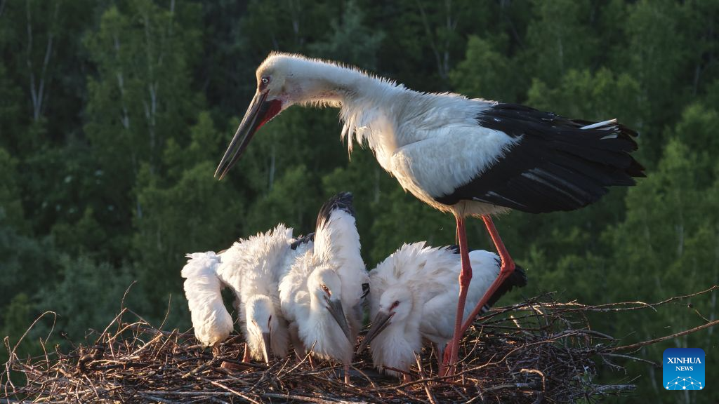 A drone photo taken on June 25, 2026 shows a parent oriental white stork taking care of its nestlings in its nest in Jiagedaqi, Greater Khingan Mountains, northeast China's Heilongjiang Province. Wetlands and nature reserves in Heilongjiang Province have entered the critical period for the breeding of northbound migratory birds, since the beginning of summer. (Photo by Zhuang Yu/Xinhua)