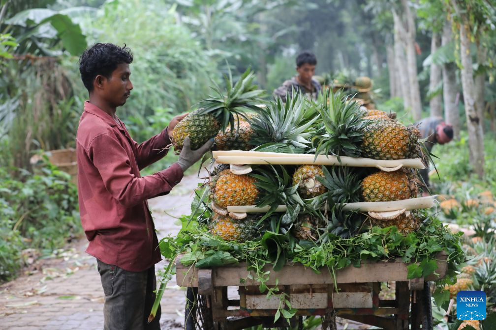 Farmers load pineapples onto a vehicle in Madhupur, Tangail district, Bangladesh, on Aug. 4, 2026. (Photo by Habibur Rahman/Xinhua)