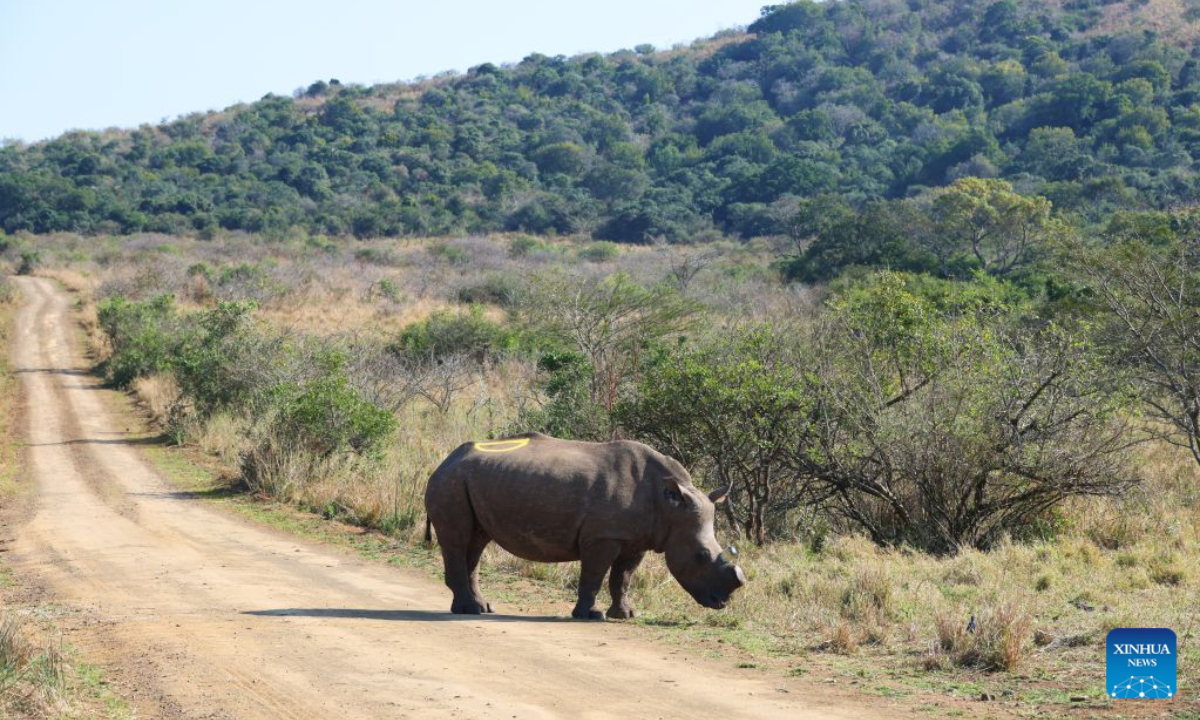 This photo taken on Aug. 19, 2026 shows a white rhino at Hluhluwe-iMfolozi Park in KwaZulu-Natal Province, South Africa. (Xinhua/Chen Wei)