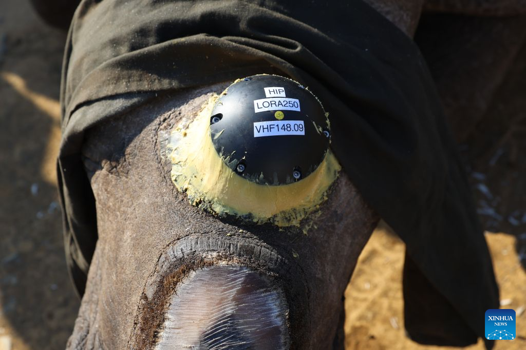 This photo taken on Aug. 19, 2026 shows a tracking device fitted to a rhino at Hluhluwe-iMfolozi Park in KwaZulu-Natal Province, South Africa. (Xinhua/Chen Wei)