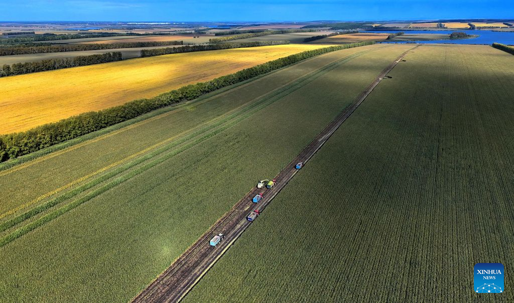 An aerial drone photo taken on Sept. 12, 2026 shows a site of silage maize harvest at a farm under Beidahuang Group in northeast China's Heilongjiang Province. Harvest of silage crops are underway across Heilongjiang Province. Farmers are making the most of the harvest season, coordinating harvesting, transportation and storage to ensure ample feed for livestock through the winter. (Photo by Lu Wenxiang/Xinhua)