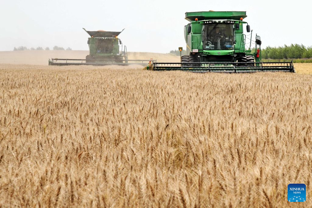 Combine harvesters harvest wheat in the field in Wudalianchi City, northeast China's Heilongjiang Province, Aug. 9, 2026. (Photo by Lu Wenxiang/Xinhua)