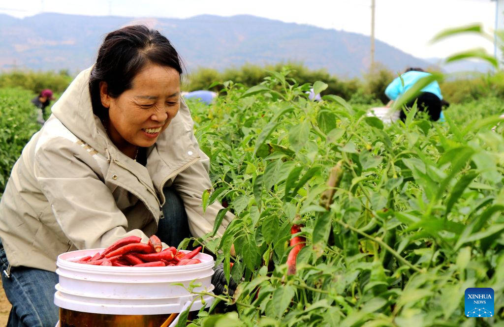 A farmer harvests chilies in Xiaoshan Village of Pingliang, northwest China's Gansu Province, Sept. 16, 2026. Farmers are busy with the autumn harvesting in China. (Photo by Wang Yi/Xinhua)