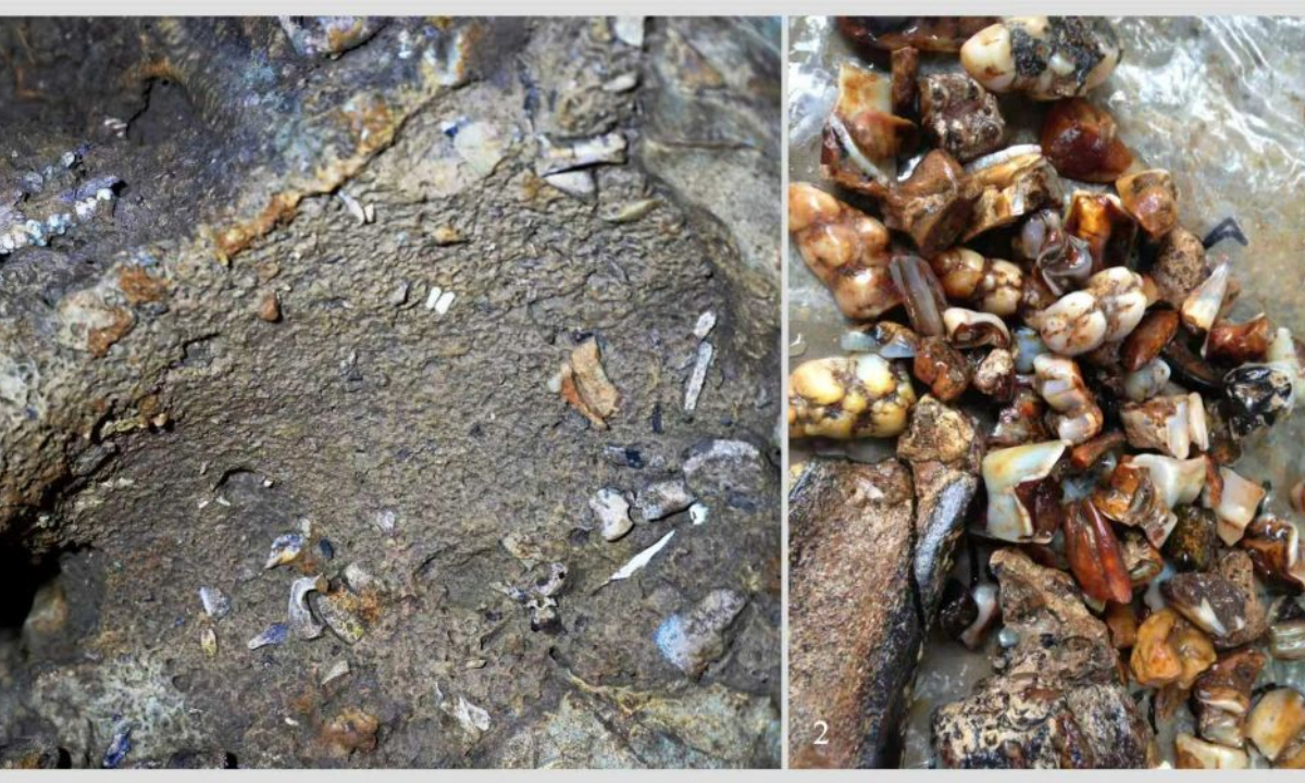 This undated combo photo shows mammal fossils unearthed from a cave in south China's Guangxi Zhuang Autonomous Region. (Xinhua)