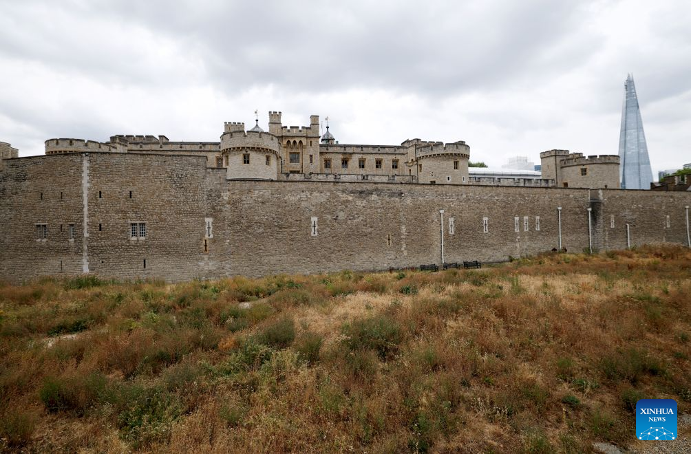 Dry garden outside the Tower of London, turned yellow-brown due to dryness, is pictured in London, Britain, on Aug. 18, 2026. In Britain, extreme dryness becomes a defining feature of the summer. Provisional data from the Met Office showed that England and Wales experienced their driest July on record, while nearly three-quarters of England was officially under drought conditions by Aug. 10. (Xinhua/Li Ying)