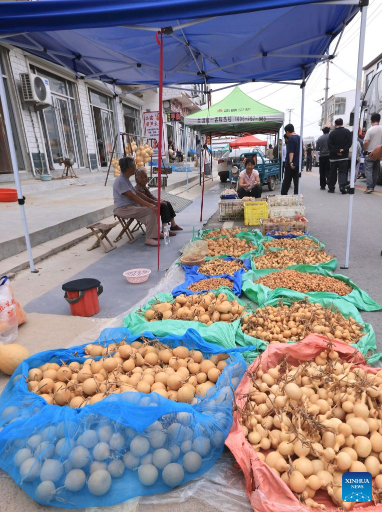 A gourd stall is seen in Tangyi Town, Liaocheng City of east China's Shandong Province, Sept. 28, 2026. Gourd cultivation and processing is a traditional industry in Tangyi Town of Liaocheng City, east China's Shandong Province. Local government has laid great importance on the development of the industry, regarding it as an impetus in its rural revitalization.
Nowadays, the planting area of gourd here has surpassed 10,000 mu (about 666.67 hectares), and the processing crafts have developed into 10 plus categories. (Xinhua/Yin Gang)