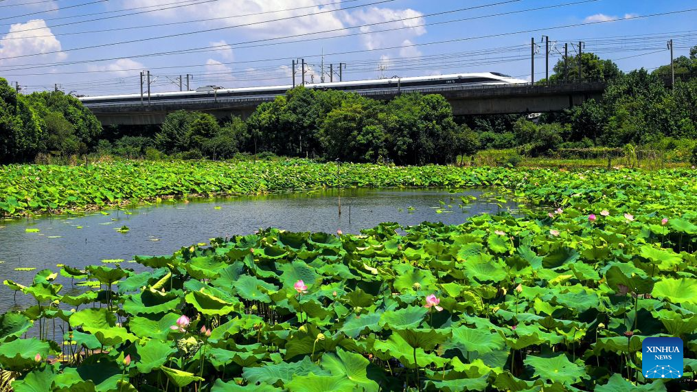 This photo taken on Aug. 8, 2026 shows lotus flowers at the East Lake scenic area in Wuhan, central China's Hubei Province. In early autumn, lotus flowers are in bloom in the East Lake scenic area, which covers 33 square kilometers of water. (Xinhua/Shen Hongbing)