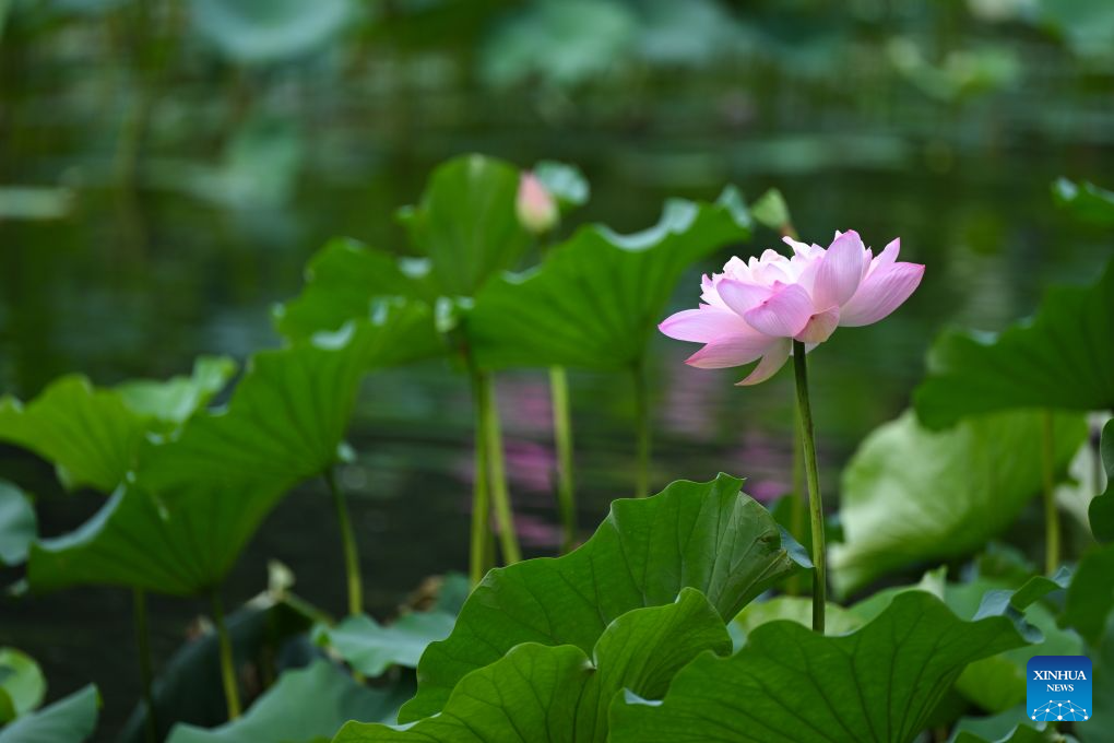 This photo taken on Aug. 23, 2026 shows lotus flowers at Zizhuyuan Park in Beijing, capital of China. (Xinhua/Xin Yuewei)