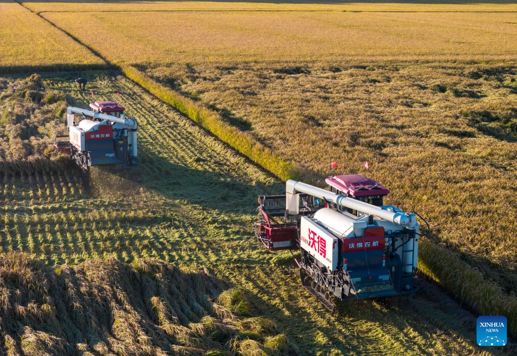 This drone photo taken on Sept. 21, 2026 shows harvesters working in a rice field of Youyi Farm Co., Ltd. under Beidahuang Group in northeast China's Heilongjiang Province. Heilongjiang, an important grain-producing province in China, entered the harvest season in September. (Xinhua/Wang Song)