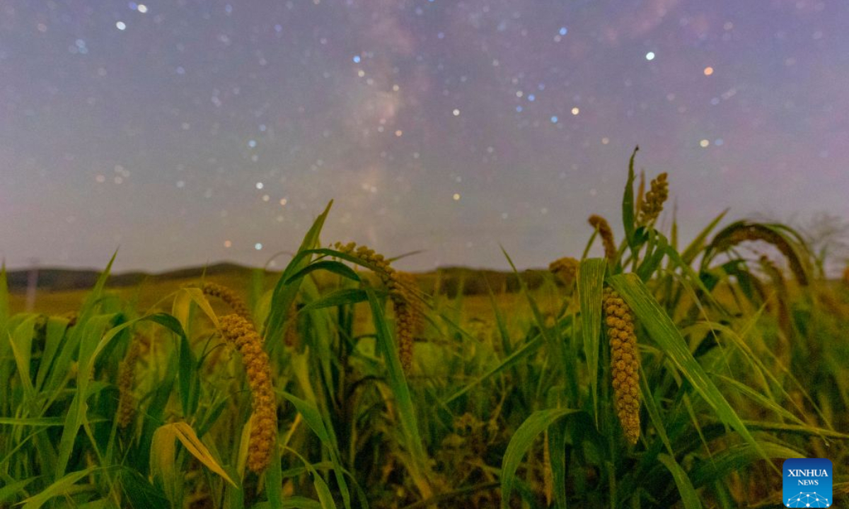 This photo taken on Sept. 18, 2026 shows a grain field in Mudanjiang City, northeast China's Heilongjiang Province. (Photo by Wang Baoxun/Xinhua)