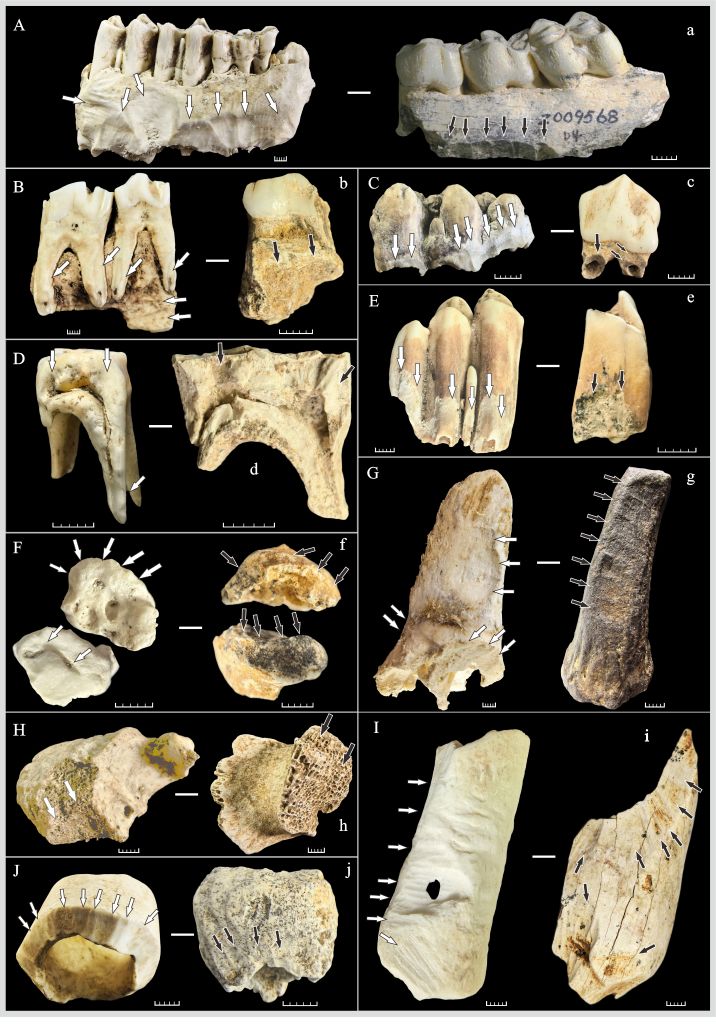 This undated combo photo shows the comparison between experimental samples (with uppercase letters) and fossil specimens unearthed from caves (with lowercase letters). (Xinhua)