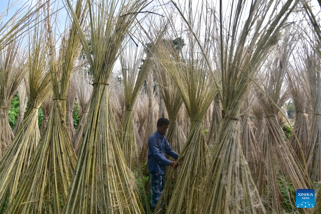 A farmer dries jute plants in Nagaon District of India's northeastern state of Assam on Sept. 16, 2026. (Str/Xinhua)