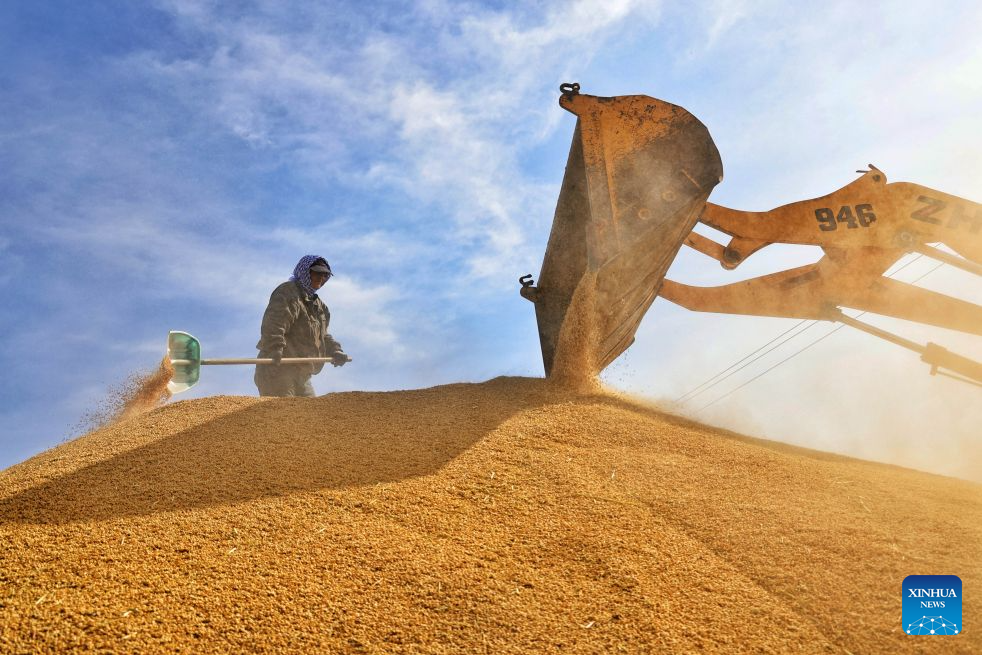 A farmer arranges harvested grains in a drying yard of a farm under Beidahuang Group in northeast China's Heilongjiang Province, Oct. 5, 2026. China's top grain producer Heilongjiang Province has witnessed a bountiful harvest during the National Day holiday. (Photo by Liu Wanping/Xinhua)