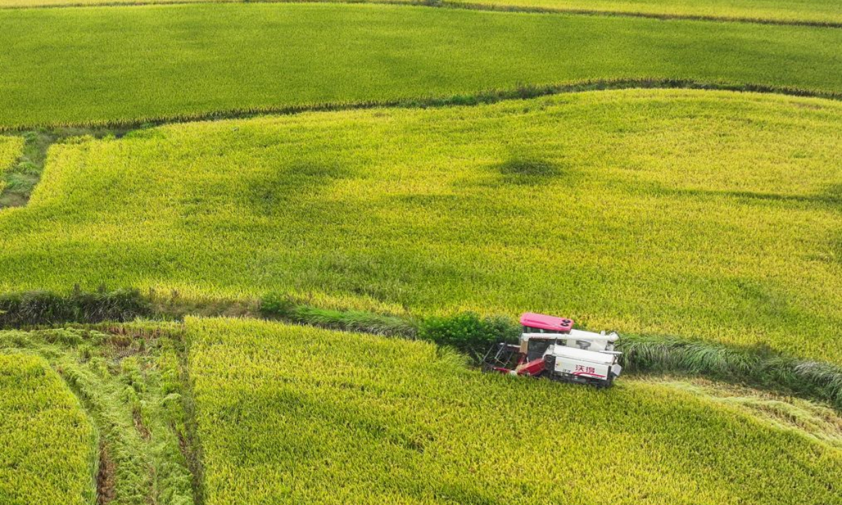 An aerial drone photo shows a harvester operating in a paddy field in Dufan Village of Dawu County, central China's Hubei Province, Sept. 15, 2026. (Xinhua/Du Zixuan)
