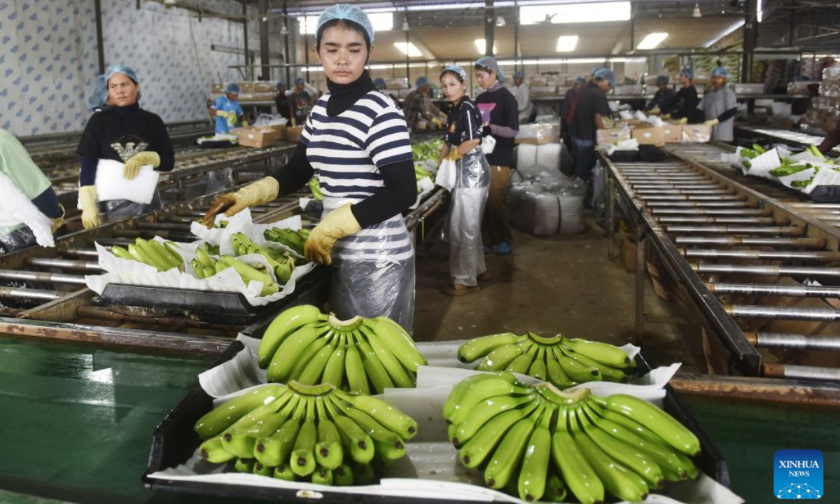 Workers wash fresh bananas at the packing factory of a Chinese-invested banana farm in Oddar Meanchey province, Cambodia on Aug. 30, 2026. (Photo by Van Pov/Xinhua)