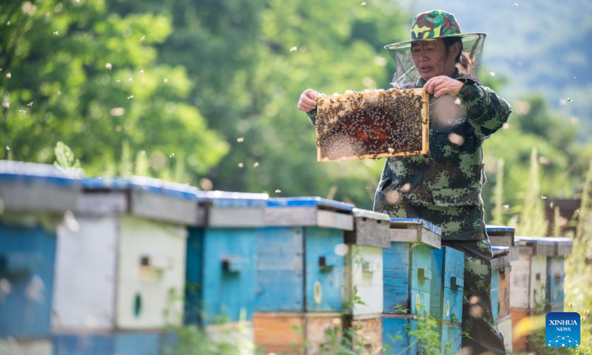 Yue Yun checks honeybees at a honeybee farm at a national nature reserve in Raohe County of northeast China's Heilongjiang Province, July 29, 2026.
Yue Yun, a villager in Shuangsheng Village of Raohe County in northeast China's Heilongjiang Province, has been doing the business of black honeybees for 33 years.
To expand the market of honey produced here, Raohe County in recent years has introduced leading enterprises, which set up cooperatives here and also offer technique training for honeybee farmers, to ensure the quality of honey products.
By far, at the national nature reserve of northeast black honeybees, about 431 honeybee farms have been established and more than 1,300 related workers have been involved. (Photo by Zhang Chunlei/Xinhua)