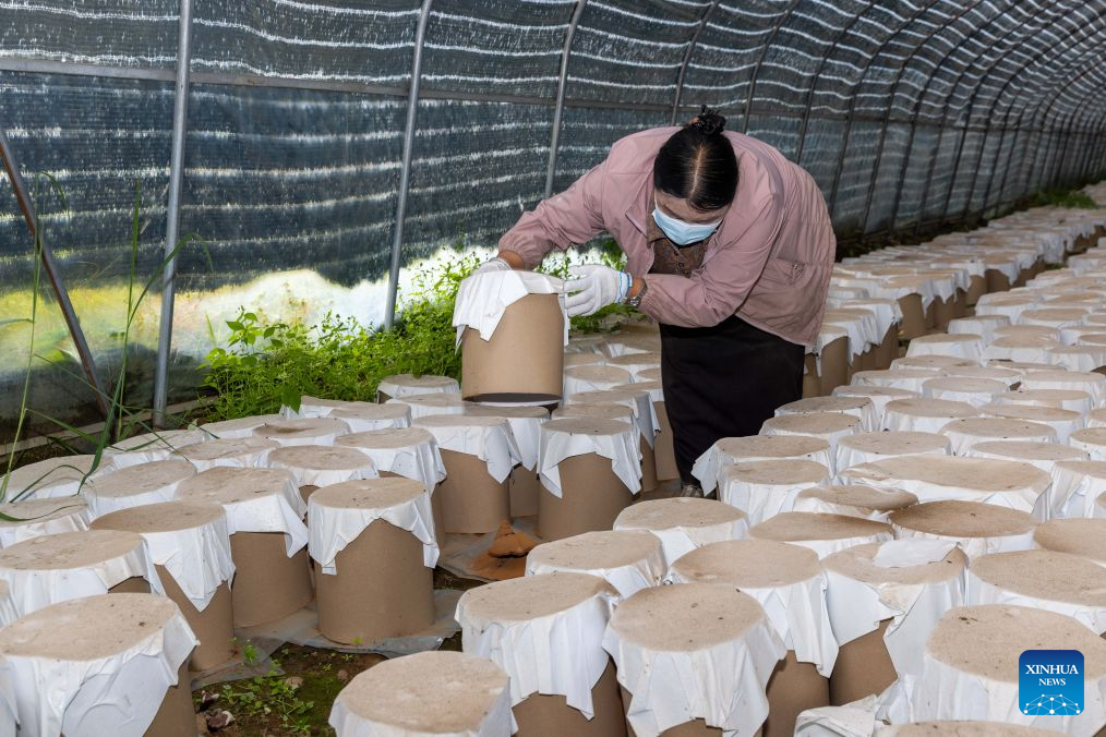 A staff member inspects the production of Lingzhi mushrooms spore powder in a greenhouse in Milin, Nyingchi, southwest China's Xizang Autonomous Region, Sept. 14, 2026.(Xinhua/Jiang Fan)