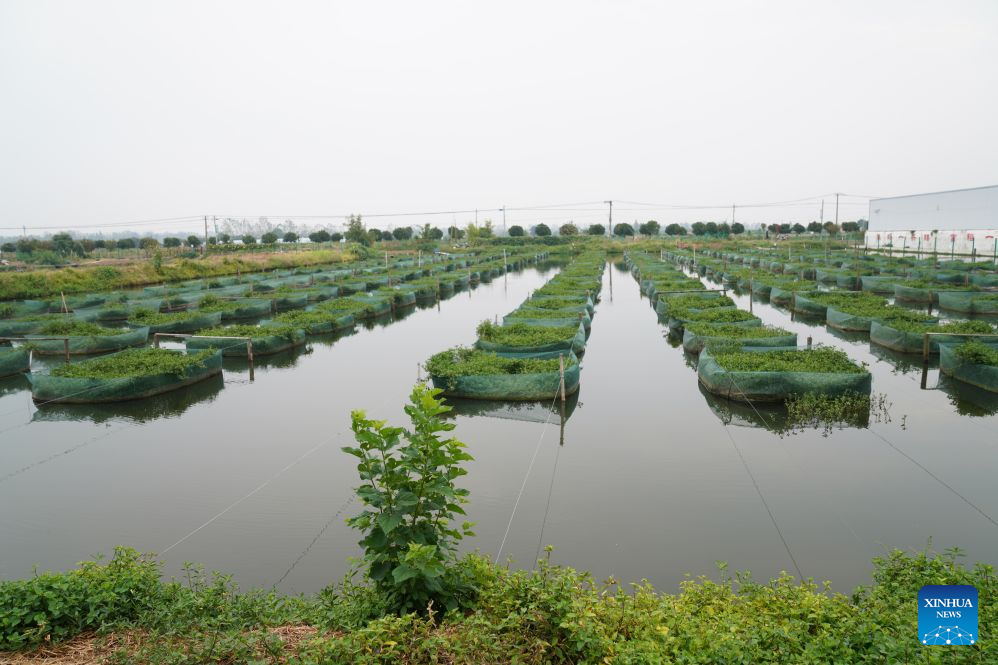 This photo taken on Sept. 16, 2026 shows a swamp-eel farm in Xiantao, central China's Hubei Province. Xiantao is an important hub of the swamp-eel breeding industry in China. (Xinhua/Lu Jinbo)