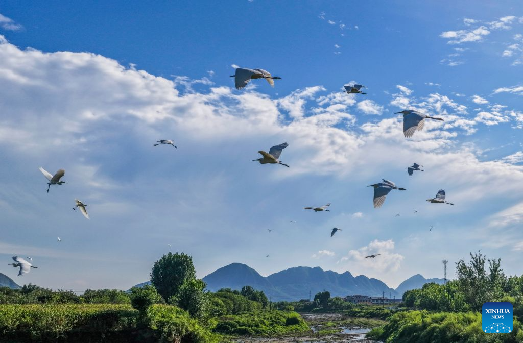 A drone photo taken on Aug. 26, 2026 shows egrets flying over the Shahe River in Zunhua, north China's Hebei Province. In recent years, Zunhua has continuously promoted the dredging of the Shahe River channel, ecological restoration of the riverbank, and control of agricultural non-point source pollution. A total of 12.6 kilometers of wetland buffer zones have been built, and 38 hectares of waterfront plant communities have been restored, providing a favorable environment for migratory waterbirds such as egrets, night herons, and herons to inhabit and breed. (Photo by Liu Mancang/Xinhua)