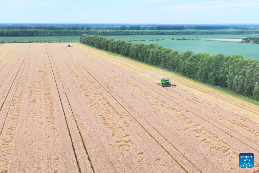 An aerial drone photo taken on Aug. 9, 2026 shows a harvester working at a wheat field of a farming company under Beidahuang Group in northeast China's Heilongjiang Province. (Photo by Zhang Hongxi/Xinhua)