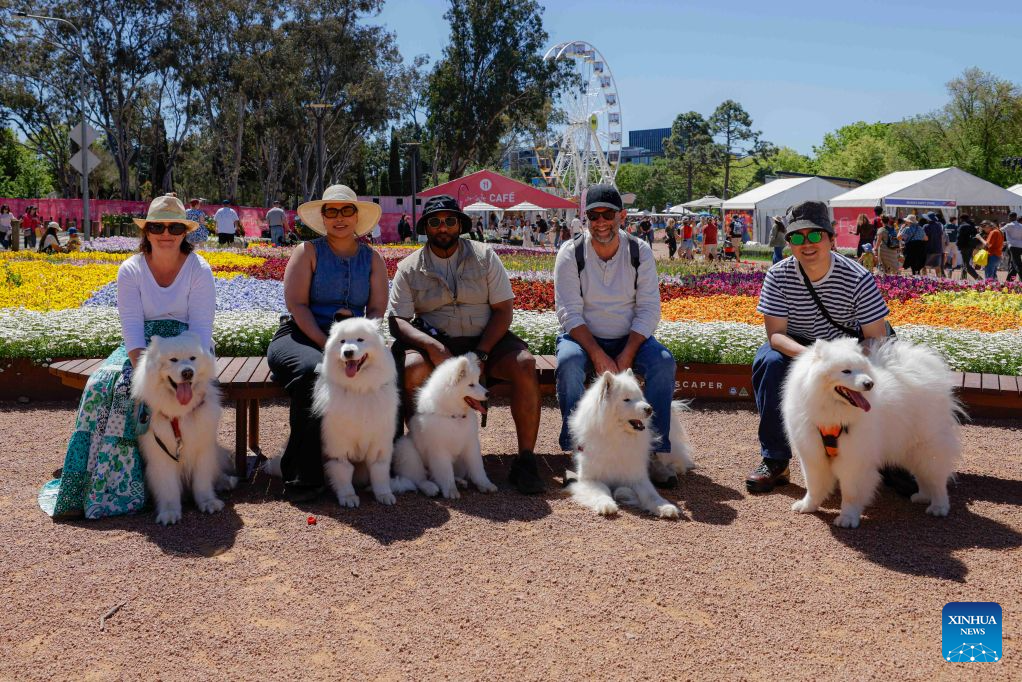 People attend Dogs' Day Out event with their dogs during the Floriade flower festival in Canberra, Australia, on Oct. 11, 2026.
The Floriade flower festival here held its Dogs' Day Out event on Sunday, marking the conclusion of this year's spring welcoming festivity. (Photo by Chu Chen/Xinhua)