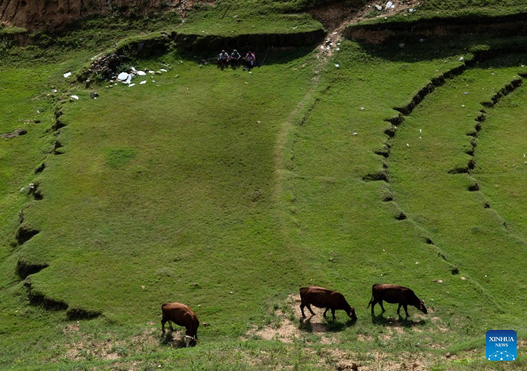 This photo taken on July 26, 2026 shows cattle on an island of the Lancang River in Fengqing County of Lincang City in southwest China's Yunnan Province. (Photo by Lan Hongguang/Xinhua)