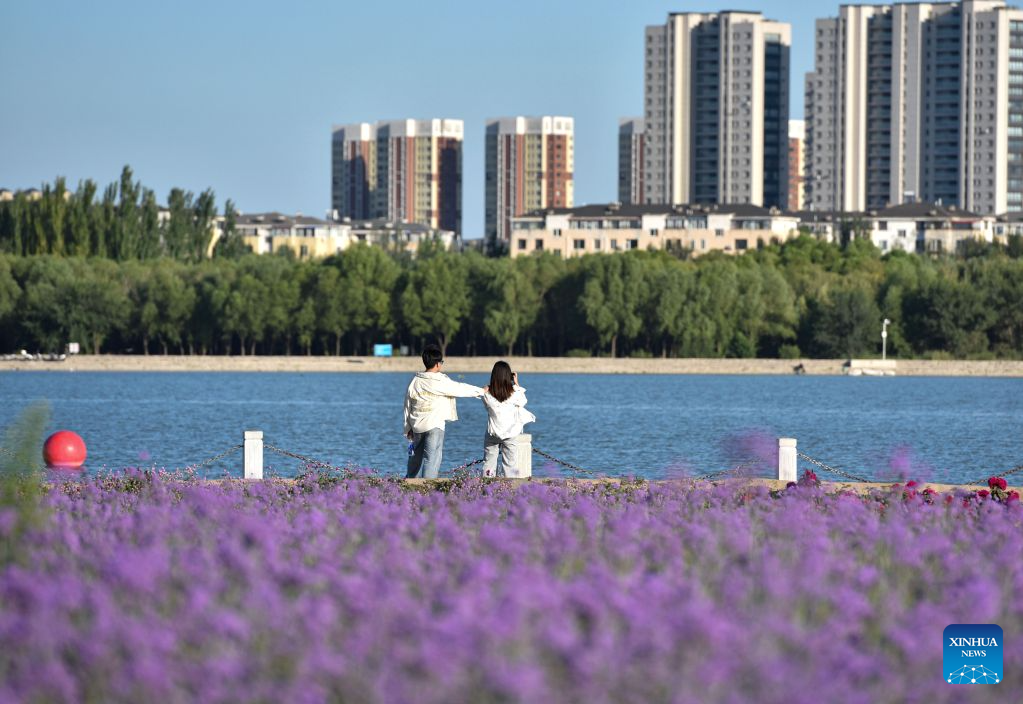 People enjoy themselves at a lavender field in Tongliao City, north China's Inner Mongolia Autonomous Region, Aug. 9, 2026. (Photo by Wu Xiaoying/Xinhua)