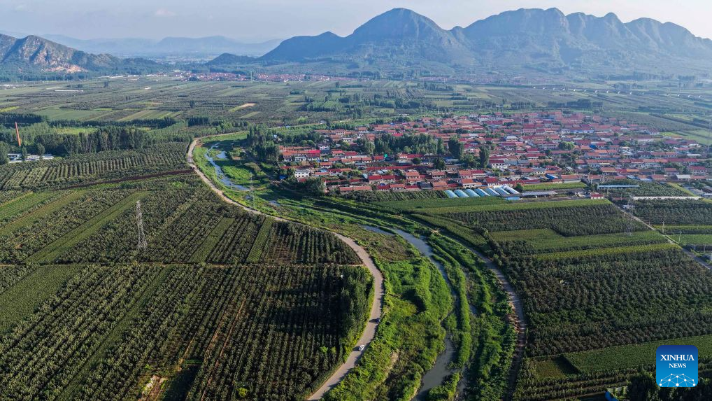 An aerial drone photo taken on Aug. 26, 2026 shows a view of the Shahe River in Zunhua, north China's Hebei Province. In recent years, Zunhua has continuously promoted the dredging of the Shahe River channel, ecological restoration of the riverbank, and control of agricultural non-point source pollution. A total of 12.6 kilometers of wetland buffer zones have been built, and 38 hectares of waterfront plant communities have been restored, providing a favorable environment for migratory waterbirds such as egrets, night herons, and herons to inhabit and breed. (Photo by Liu Mancang/Xinhua)