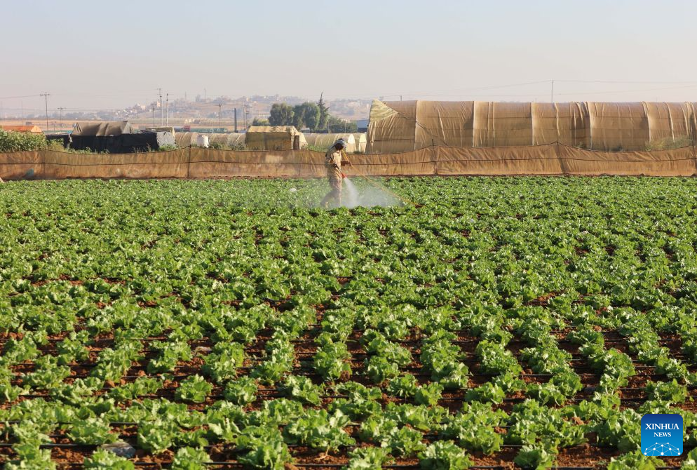 A farmer sprays pesticides in a lettuce field in southern Amman, Jordan, Sept. 7, 2026. (Photo by Mohammad Abu Ghosh/Xinhua)