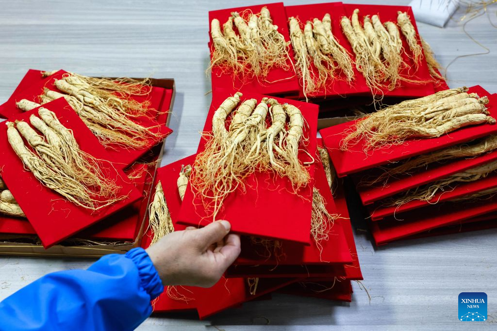 A worker sorts ginseng products at a ginseng processing company in Wanliang Town, Fusong County, northeast China's Jilin Province, Sept. 19, 2026. In Autumn, Fusong County, located in the hinterland of the Changbai Mountain in northeast China's Jilin Province, has greeted the harvest and dealing season for locally grown ginseng. As the largest planting, processing and trading center of ginseng in China, Fusong County is also called the hometown of ginseng.
In recent years, Jilin has promoted the ginseng industry as a key mission in high-quality development, with the comprehensive output value of the ginseng industry exceeding 100 billion yuan (about 14.94 billion U.S. dollars) in 2025, a 30.5 percent increase from that of last year, the biggest increase in the last ten years. (Xinhua/Xu Chang)