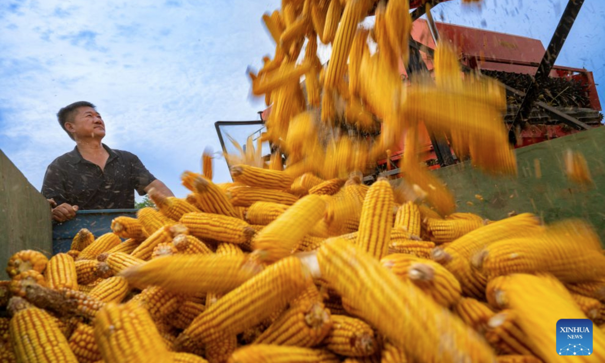 Farmers harvest corns at Huiting Town of Shangqiu, central China's Henan Province, Sept. 16, 2026. Farmers are busy with the autumn harvesting in China. (Photo by Wang Gaochao/Xinhua)