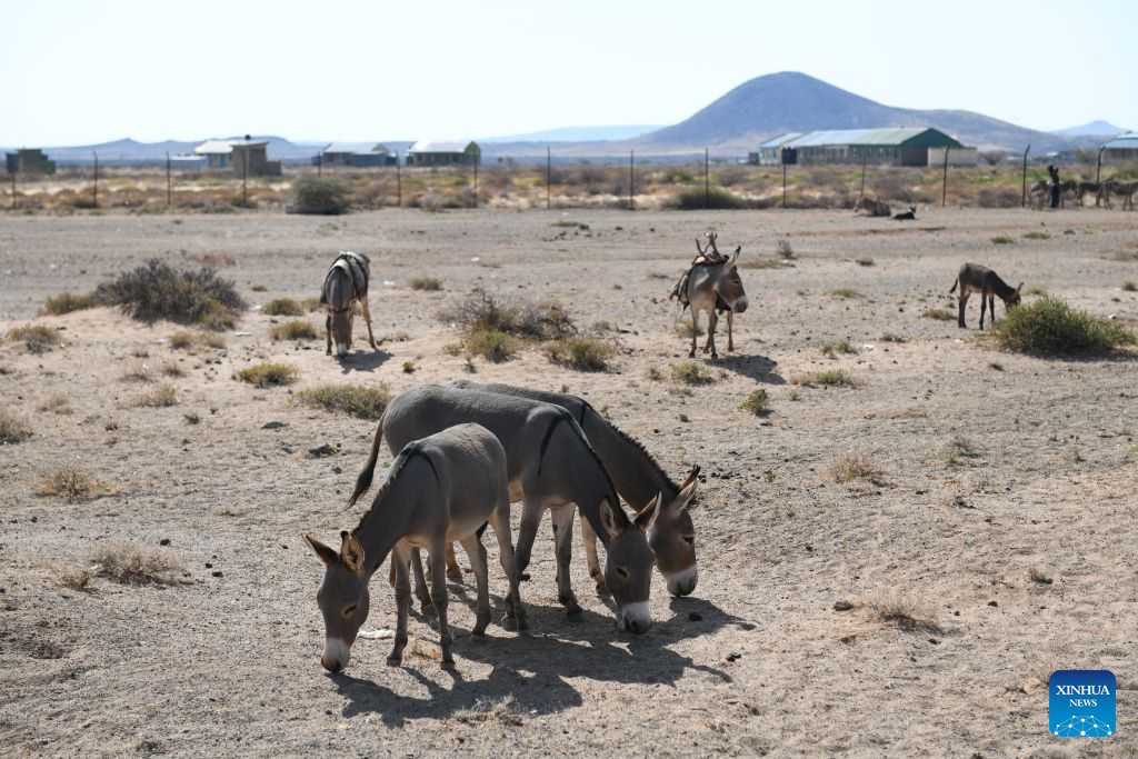 This photo taken on July 15, 2026, shows donkeys at a village in the Chalbi Desert, Marsabit County, Kenya. Marsabit County features contrasting landscapes: the dry Chalbi Desert and green, lake-strewn Marsabit National Park. (Xinhua/Liu Qiong)