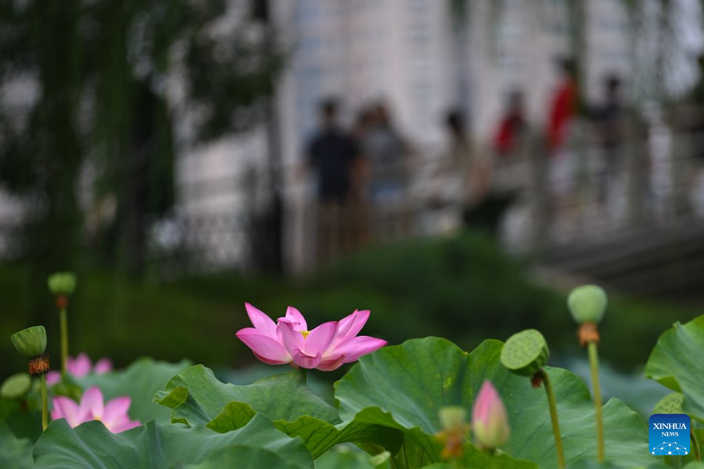 This photo taken on Aug. 23, 2026 shows lotus flowers at Zizhuyuan Park in Beijing, capital of China. (Xinhua/Xin Yuewei)