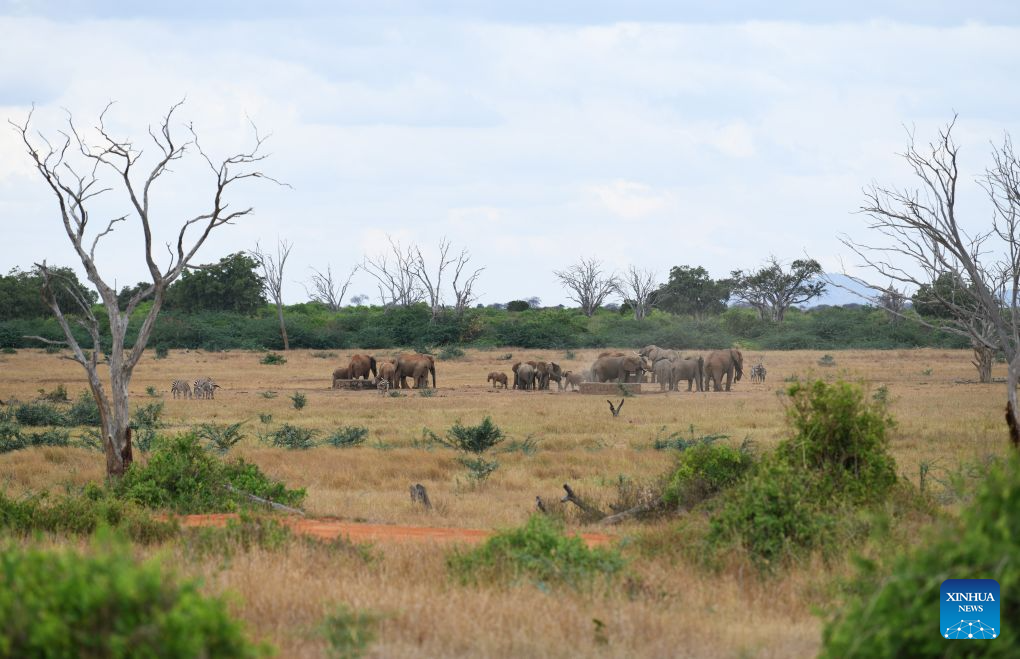 This photo taken on July 25, 2026 shows the African elephants at the Tsavo West National Park in Taita-Taveta County, Kenya.

August 12 marks World Elephant Day, an international annual event to bring attention to the threats facing elephants and promote their protection. (Xinhua/Liu Qiong)