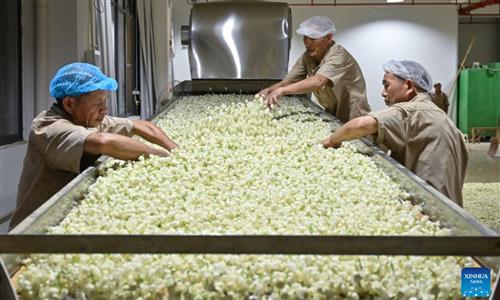 globaltimes.cn - Xinhua - Fuzhou's jasmine tea industrial heritage fuels local cultural tourism growth