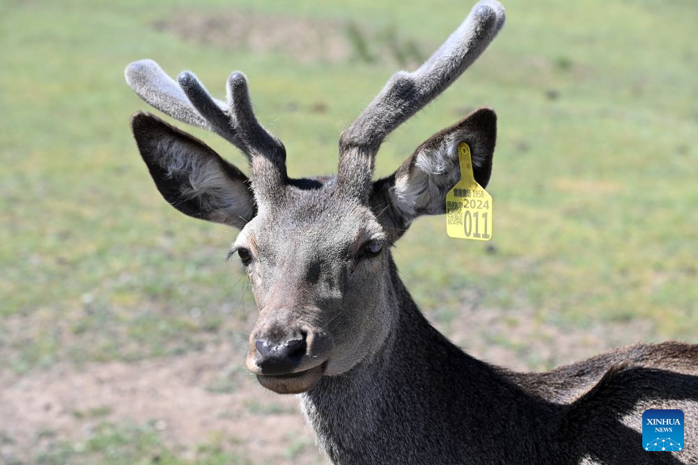 A red deer is pictured at the Divine Deer Park in Sunan Yugur Autonomous County, northwest China's Gansu Province, on Aug. 5, 2026. During this summer, hundreds of red deer are seen resting and foraging on the grassland at the Divine Deer Park, a deer farm located at the foot of the Qilian Mountains in northwest China.
In recent years, local government has leveraged the deer farm, along with the scenic grasslands of the Qilian Mountains and Yugur ethnic customs, to develop an eco-tourism destination that integrates leisure, sightseeing and science education. (Xinhua/Fan Peishen)